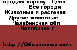 продам корову › Цена ­ 70 000 - Все города Животные и растения » Другие животные   . Челябинская обл.,Челябинск г.